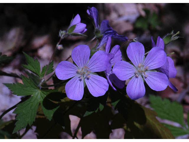 Geranium maculatum (Spotted geranium) #67511