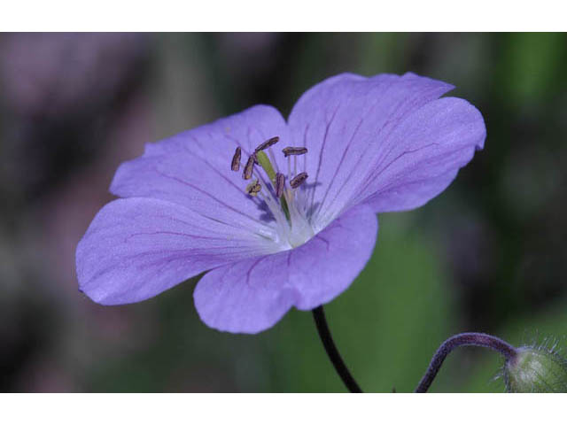 Geranium maculatum (Spotted geranium) #67515