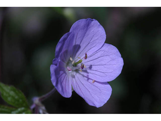 Geranium maculatum (Spotted geranium) #67517