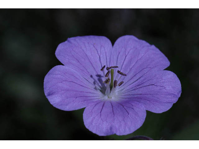 Geranium maculatum (Spotted geranium) #67519