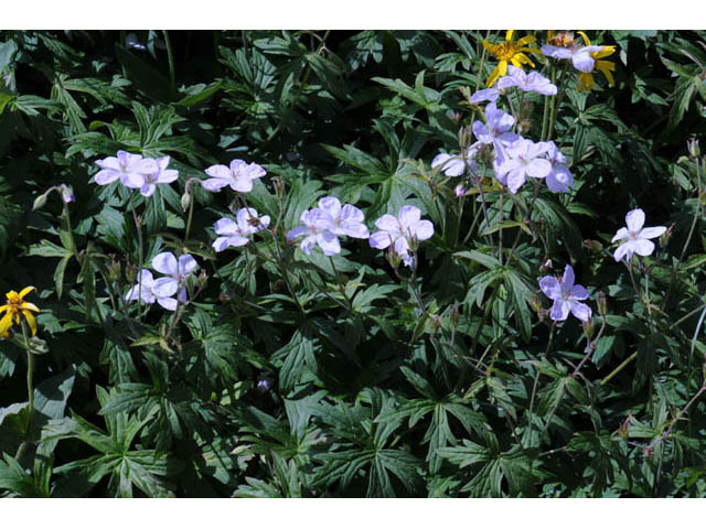 Geranium richardsonii (Richardson's geranium) #67521