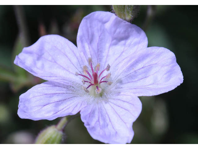 Geranium richardsonii (Richardson's geranium) #67526