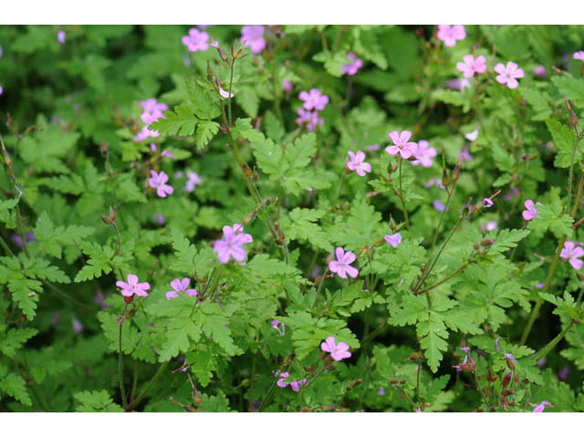 Geranium robertianum (Robert geranium) #67531