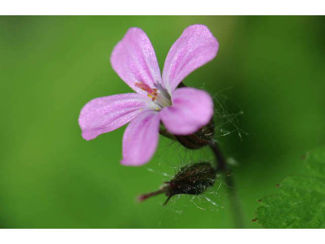 Geranium robertianum (Robert geranium) #67532