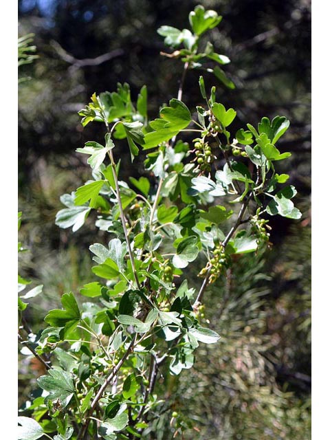 Ribes aureum (Golden currant) #67569