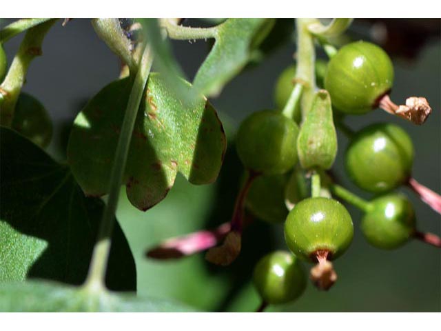 Ribes aureum (Golden currant) #67574