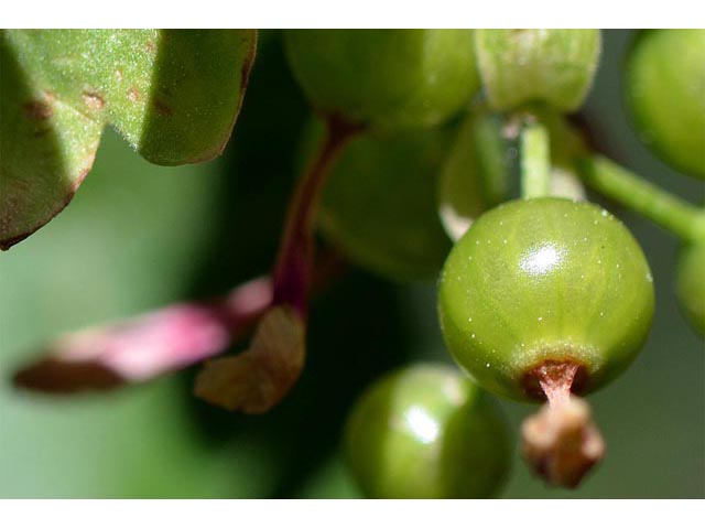 Ribes aureum (Golden currant) #67575