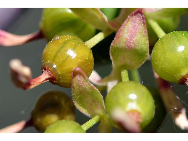 Ribes aureum (Golden currant) #67577