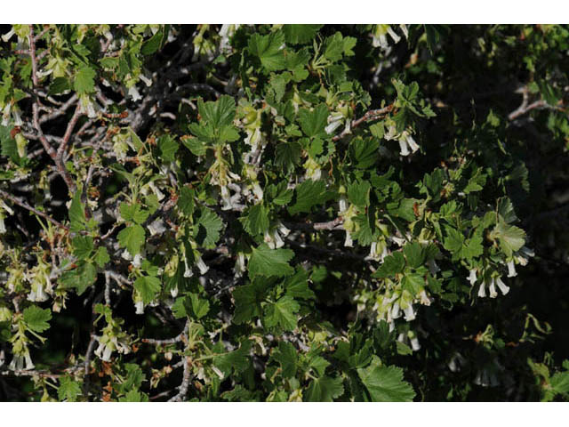 Ribes cereum (Wax currant) #67582