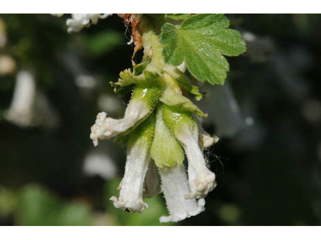 Ribes cereum (Wax currant) #67585