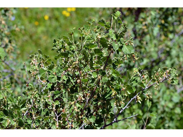 Ribes cereum (Wax currant) #67590