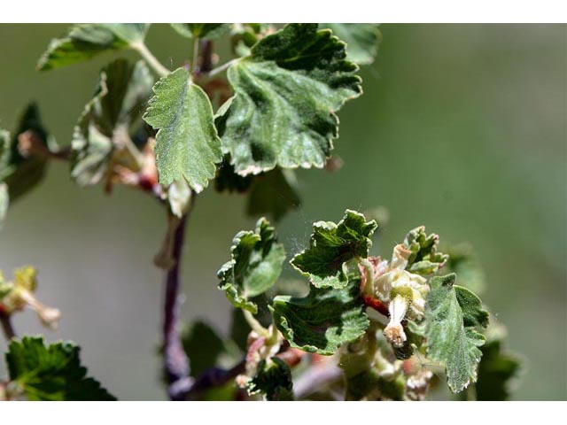 Ribes cereum (Wax currant) #67592