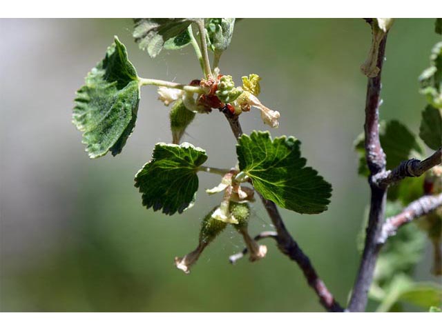 Ribes cereum (Wax currant) #67593