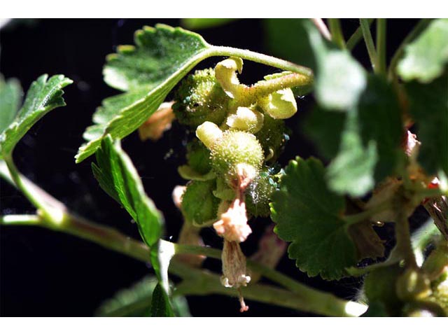 Ribes cereum (Wax currant) #67594