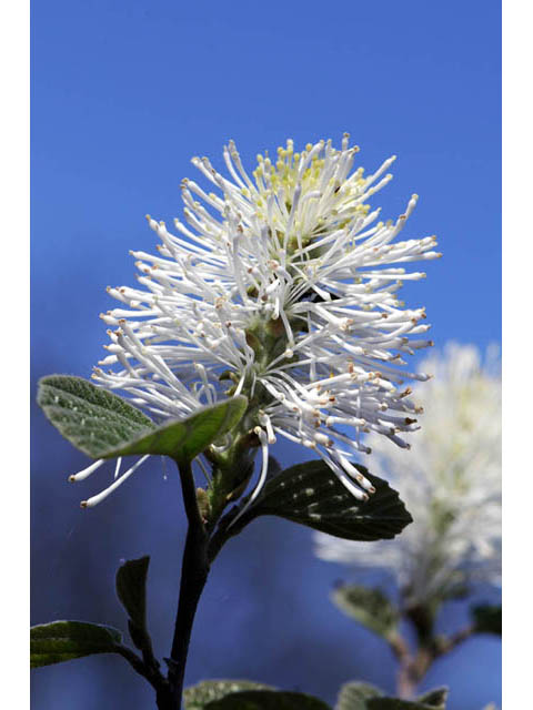 Fothergilla gardenii (Dwarf witchalder) #67666