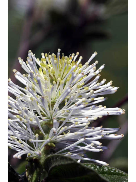 Fothergilla gardenii (Dwarf witchalder) #67672