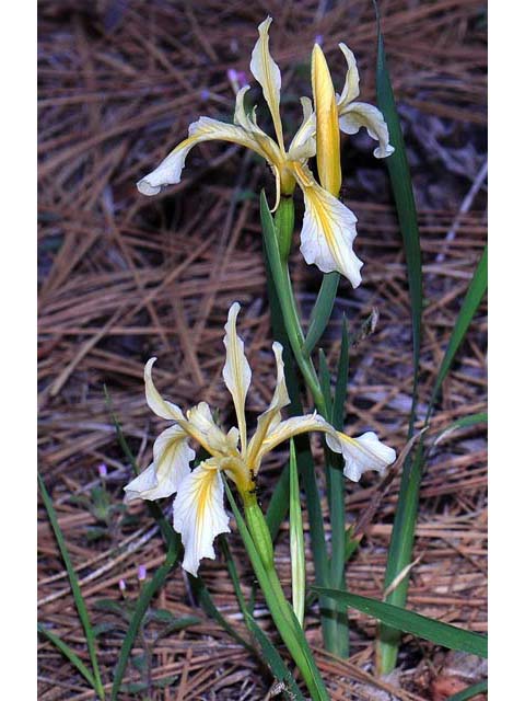 Iris hartwegii (Rainbow iris) #67775