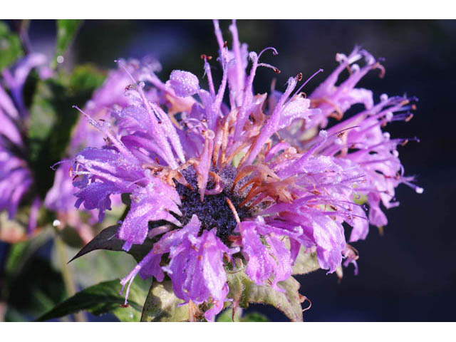 Monarda fistulosa (Wild bergamot) #67925