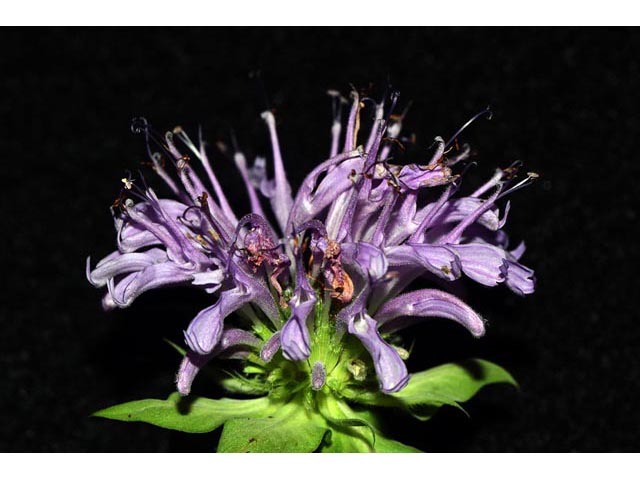 Monarda fistulosa (Wild bergamot) #67938