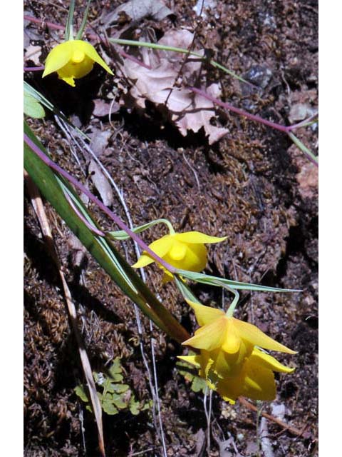 Calochortus amabilis (Diogenes' lantern) #68024