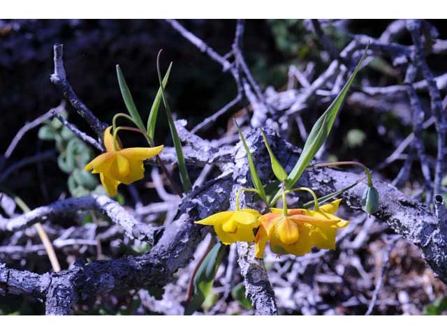 Calochortus amabilis (Diogenes' lantern) #68030