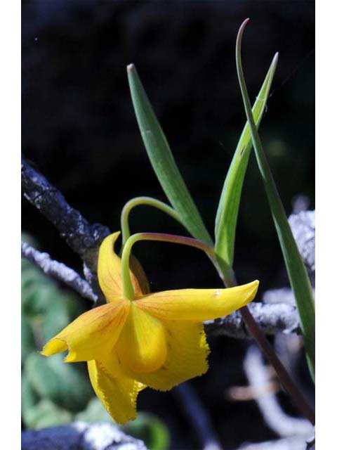 Calochortus amabilis (Diogenes' lantern) #68032