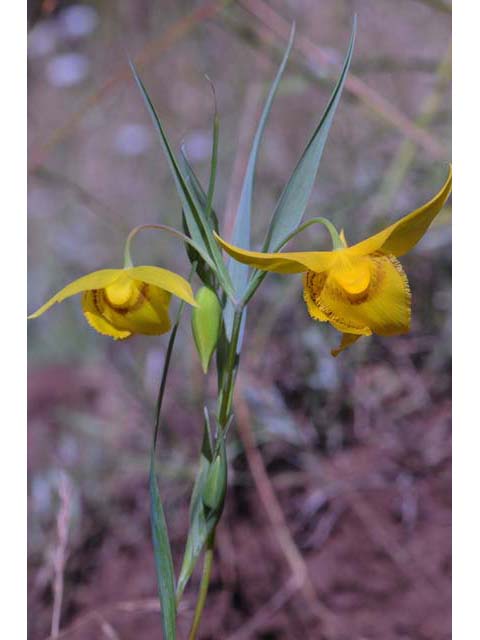 Calochortus amabilis (Diogenes' lantern) #68035