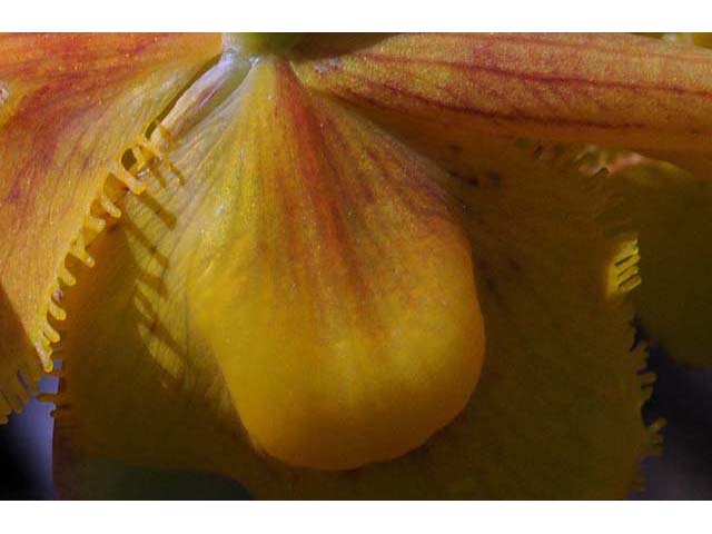 Calochortus amabilis (Diogenes' lantern) #68041