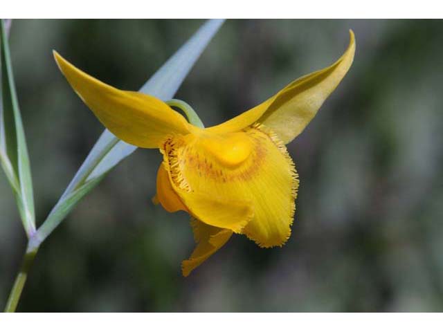 Calochortus amabilis (Diogenes' lantern) #68042