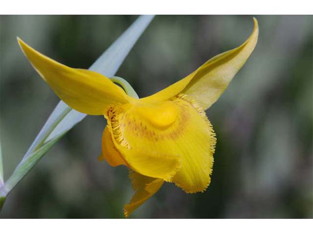 Calochortus amabilis (Diogenes' lantern) #68043