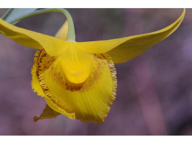 Calochortus amabilis (Diogenes' lantern) #68044