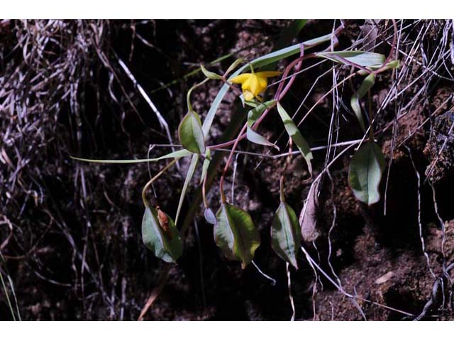 Calochortus amabilis (Diogenes' lantern) #68047