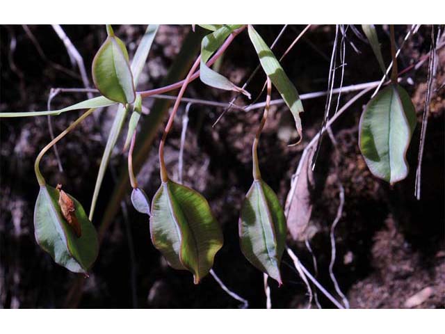 Calochortus amabilis (Diogenes' lantern) #68048