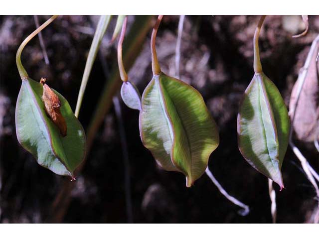 Calochortus amabilis (Diogenes' lantern) #68049