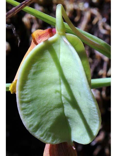 Calochortus amabilis (Diogenes' lantern) #68051