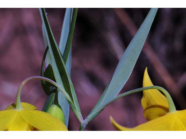 Calochortus amabilis (Diogenes' lantern) #68053