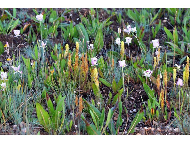 Calochortus eurycarpus (White mariposa lily) #68074