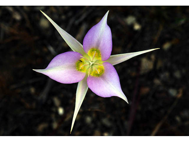 Calochortus macrocarpus (Sagebrush mariposa lily) #68098