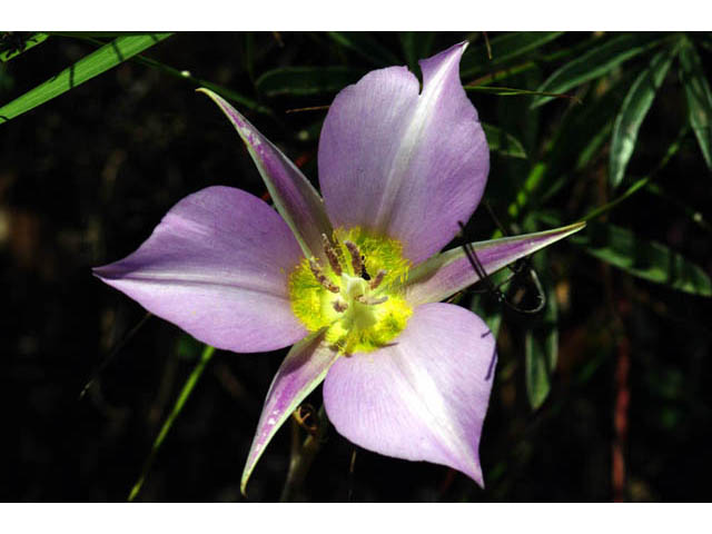 Calochortus macrocarpus (Sagebrush mariposa lily) #68101