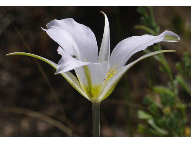 Calochortus macrocarpus (Sagebrush mariposa lily) #68107