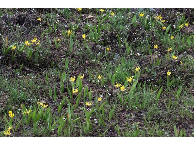 Erythronium grandiflorum (Yellow avalanche-lily) #69101