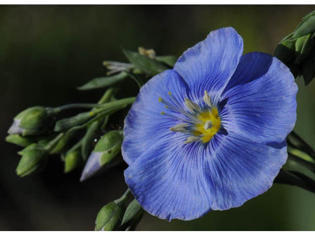 Linum lewisii (Wild blue flax) #69266