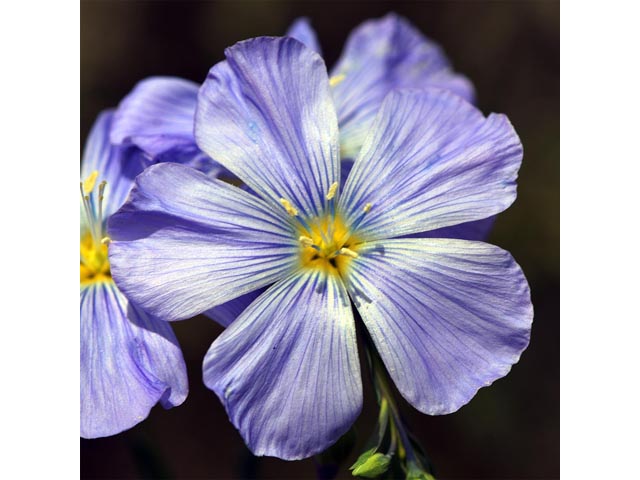 Linum lewisii (Wild blue flax) #69301