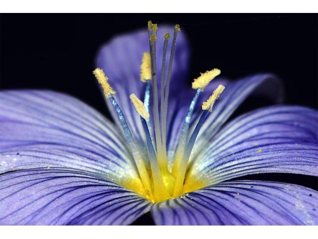 Linum lewisii (Wild blue flax) #69305