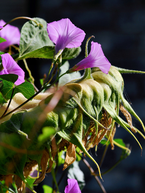 Ipomoea cordatotriloba (Tievine) #28430