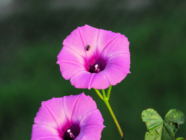 Ipomoea cordatotriloba var. torreyana (Torrey's tievine) #28440