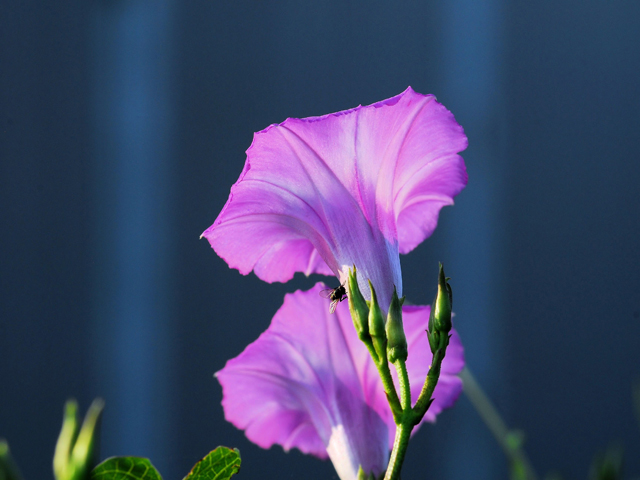 Ipomoea cordatotriloba var. torreyana (Torrey's tievine) #28442