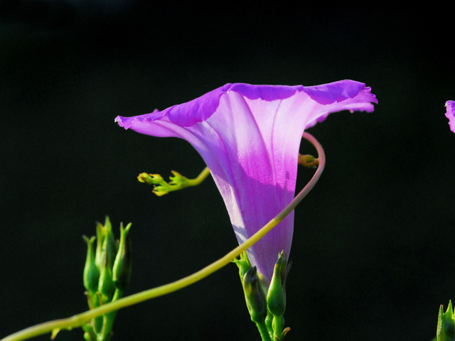 Ipomoea cordatotriloba var. torreyana (Torrey's tievine) #28443