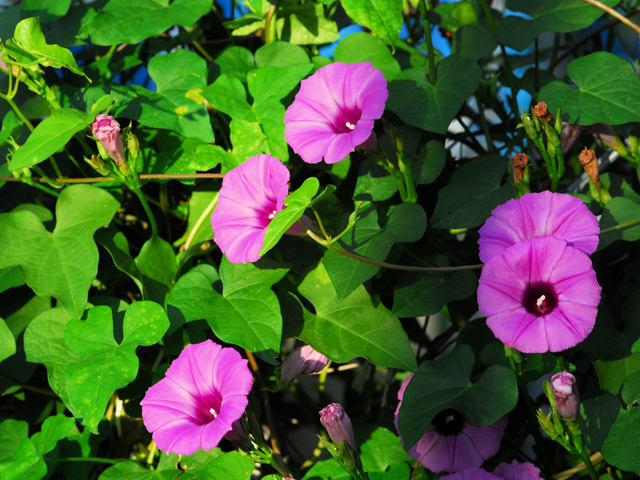 Ipomoea cordatotriloba var. torreyana (Torrey's tievine) #28445