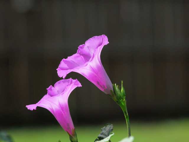 Ipomoea cordatotriloba var. torreyana (Torrey's tievine) #28450